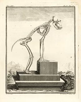 Leclerc Gallery: Hamadryas baboon skeleton, Papio hamadryas