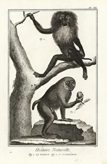 1774 Prints: Hamadryas baboon and wanderoo