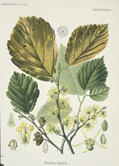 Hazel Prints: Hamamelis virginiana, witch hazel