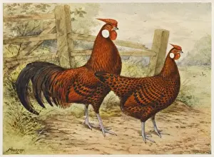 Hamburgh Prints: Hamburgh Cock & Hen