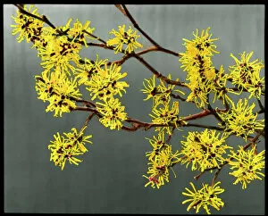 Smell Collection: Hamemalis Mollis (Witch Hazel)