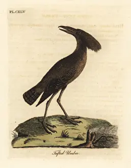 Hamerkop, Scopus umbretta