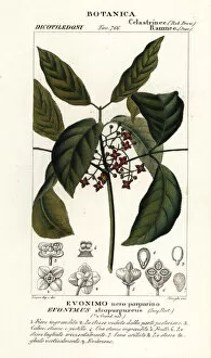 Images Dated 28th March 2020: Hamiltons spindletree, Euonymus hamiltonianus