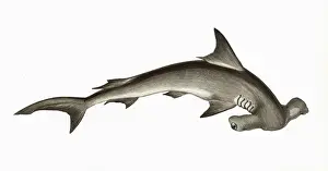 Shark Prints: Hammerhead Shark