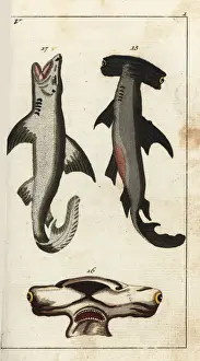 Shark Prints: Hammerhead shark and white shark
