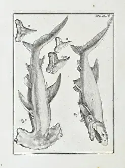 1670 Prints: Hammerhead shark and white shark