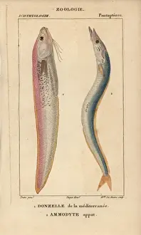 Hammerhead, Sphyrna zygaena, and smooth hound