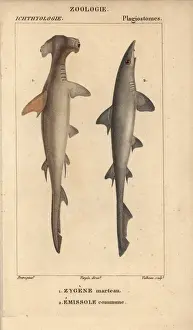 Dictionnaire Prints: Hammerhead, Sphyrna zygaena, and smooth hound shark