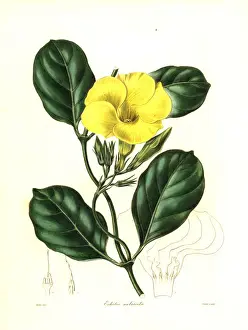 Hammock viper s-tail or wild allamanda, Pentalinon luteum