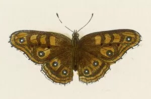 Butterflies Collection: Hampstead Eye Butterfly