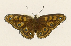 Albin Gallery: Hampstead Eye Butterfly