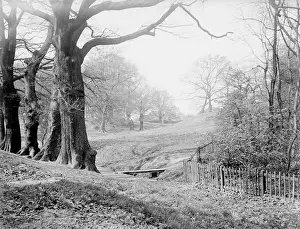 Woods Prints: Hampstead Heath 1930S