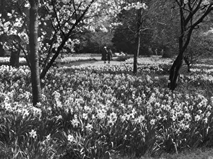 Hampton Court Daffodils