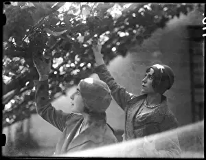 Grapes Prints: Hampton Court Vines