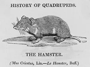 Cricetus Prints: Hamster (Bewick)