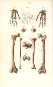 Tibia Collection: Hand, hip and leg bones: femur and tibia