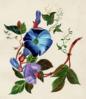 Images Dated 14th July 2021: Hand painted illustration of flowers by an unknown artist