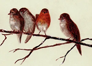 Images Dated 14th July 2021: Hand painted illustration of robins by an unknown artist