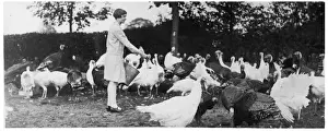 Rearing Prints: Hand-Reared Turkeys