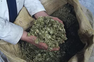 Handful of brewers hops, Cornwall