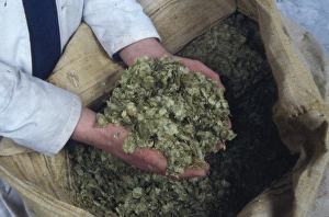 Images Dated 22nd November 2016: Handful of brewers hops, Cornwall