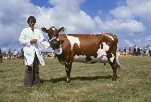 Ayrshire Prints: Handler and Ayrshire cow at a county show