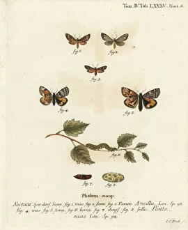 Handmaid moth and orange underwing moth
