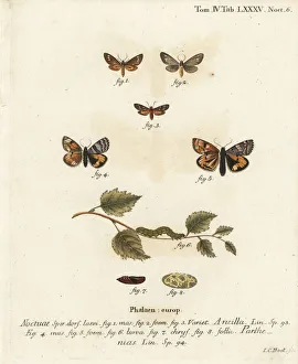 Christoph Collection: Handmaid moth and orange underwing moth