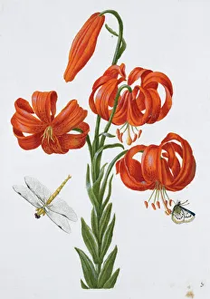 Anna Maria Sibylla Merian Gallery: Handpainted plate by Maria Sibylla Merian