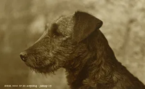 Handsome head of an Airedale Terrier