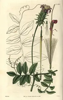 Handsome pinnate-leaved mutisia, Mutisia speciosa