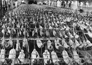 Albany Collection: Hangar deck of HMS Illustrious