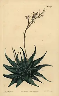 Succulent Prints: Hankey dwarf aloe, Haworthia attenuata var. radula