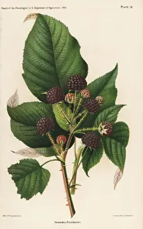 Hannibal raspberry, Rubus idaeus