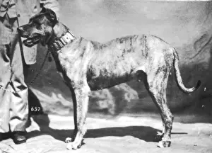 Hannover / Great Dane