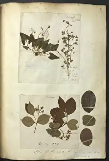 Hans Sloane Vol. 211 page 29