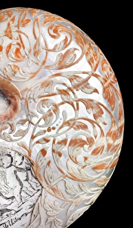Images Dated 25th July 2012: Hans Sloanes nautilus shell