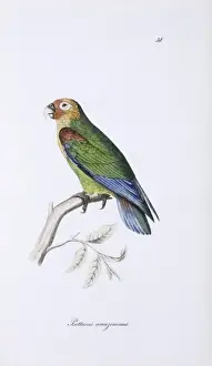 Faced Prints: Hapalopsittaca amazonina, rusty-faced parrot