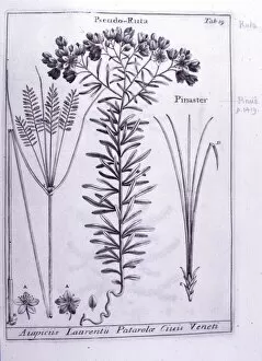 Aurantiaceae Collection: Haplophyllum patavinum, ruta patavina