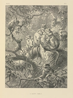 Haplorhini Gallery: A Happy Family