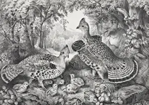 Grouse Prints: The happy family: ruffed grouse and young