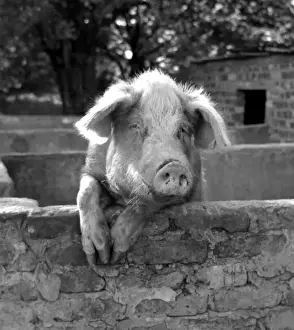 Farmyard Prints: Happy inquisitive pig