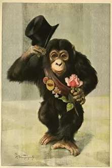 Images Dated 1st May 2018: Happy New Year - Chimpanzee with top hat and rose