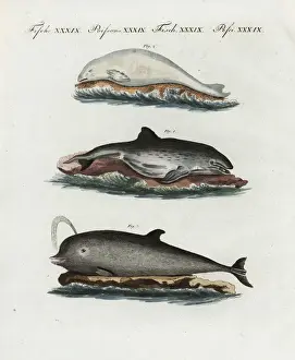 Encyclopedia Prints: Harbour porpoise, beluga and northern bottlenose whale
