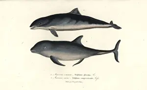 Primevere Prints: Harbour porpoise and common bottlenose dolphin