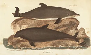 Kearsley Prints: Harbour porpoise and common dolphin