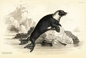 Carnivora Collection: Harbour seal, Phoca vitulina