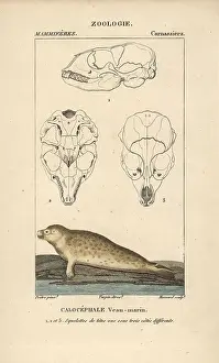 Jeangabrielpretre Prints: Harbour seal, Phoca vitulina, with sections through skull