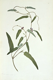 Anthozoa Gallery: Hardenbergia violacea, purple coral pea