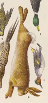 HARE